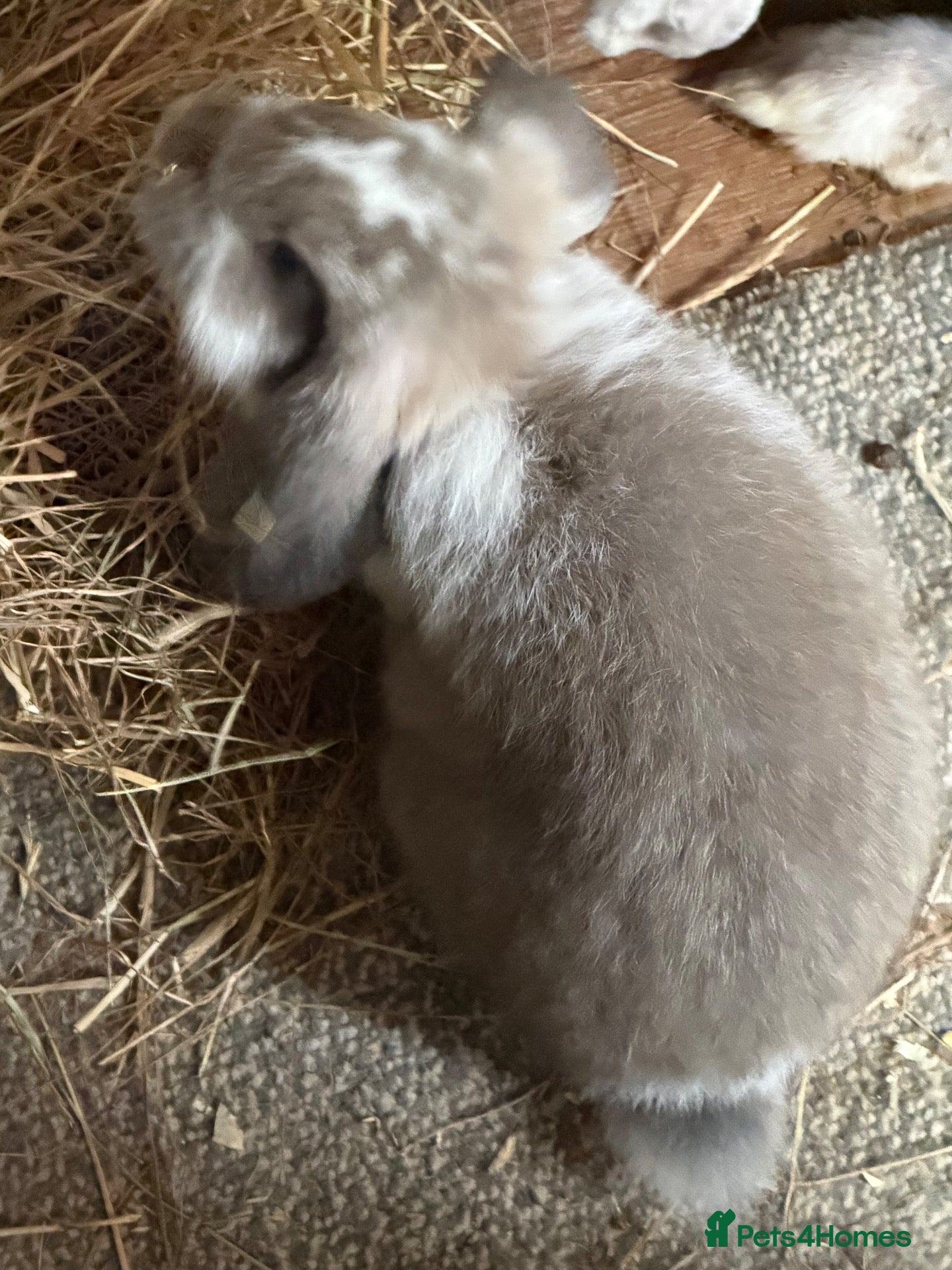 Mixed Breed rabbits for sale: The boy the first picture girl is the second pic  - Advert 9