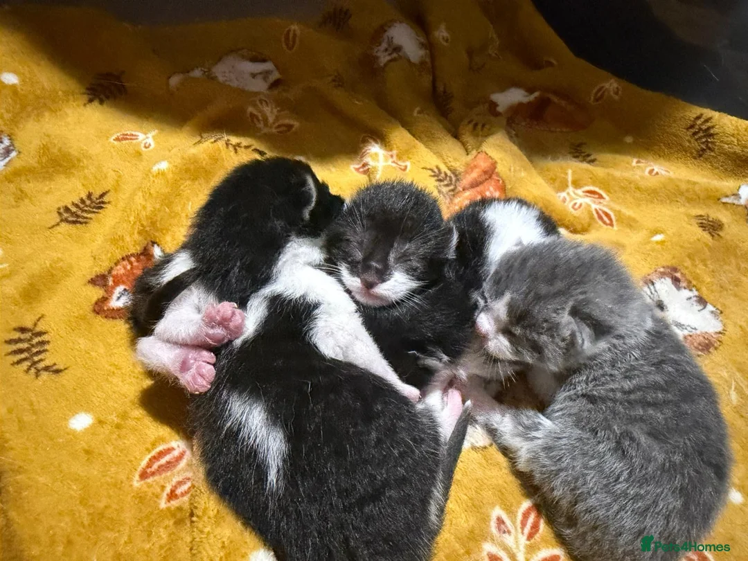 Mixed Breed cats for sale: Two kittens left  - Advert 7