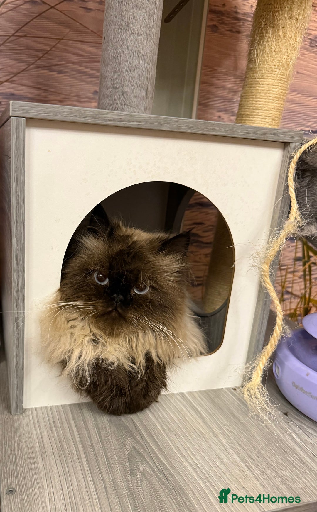 Persian cats for sale: Himalayan Persian Boy  - Advert 7