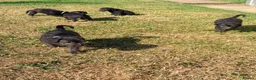 Mixed Breed dogs for sale: Bedlington whippets in Bishop Auckland - Advert 24