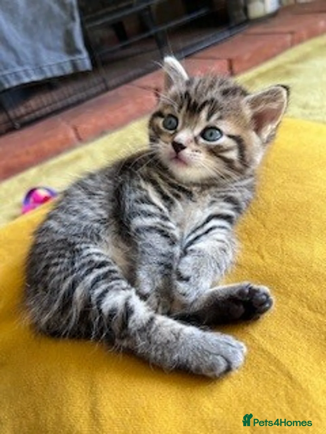 Mixed Breed cats for sale: Three beautiful kittens for sale (2 Tabby/1 Black) - Advert 2