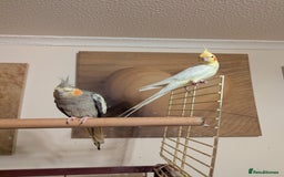 Cockatiels birds for sale: 4 lovely tame cocktails  - Image 8