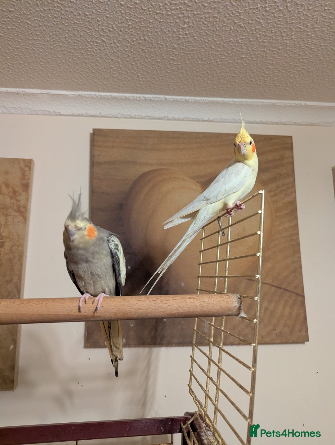 Cockatiels birds for sale: 4 lovely tame cocktails  - Image 8