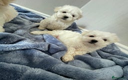 Maltipoo dogs for sale: 🐾 maltipoo puppy’s 🐾 - Image 7