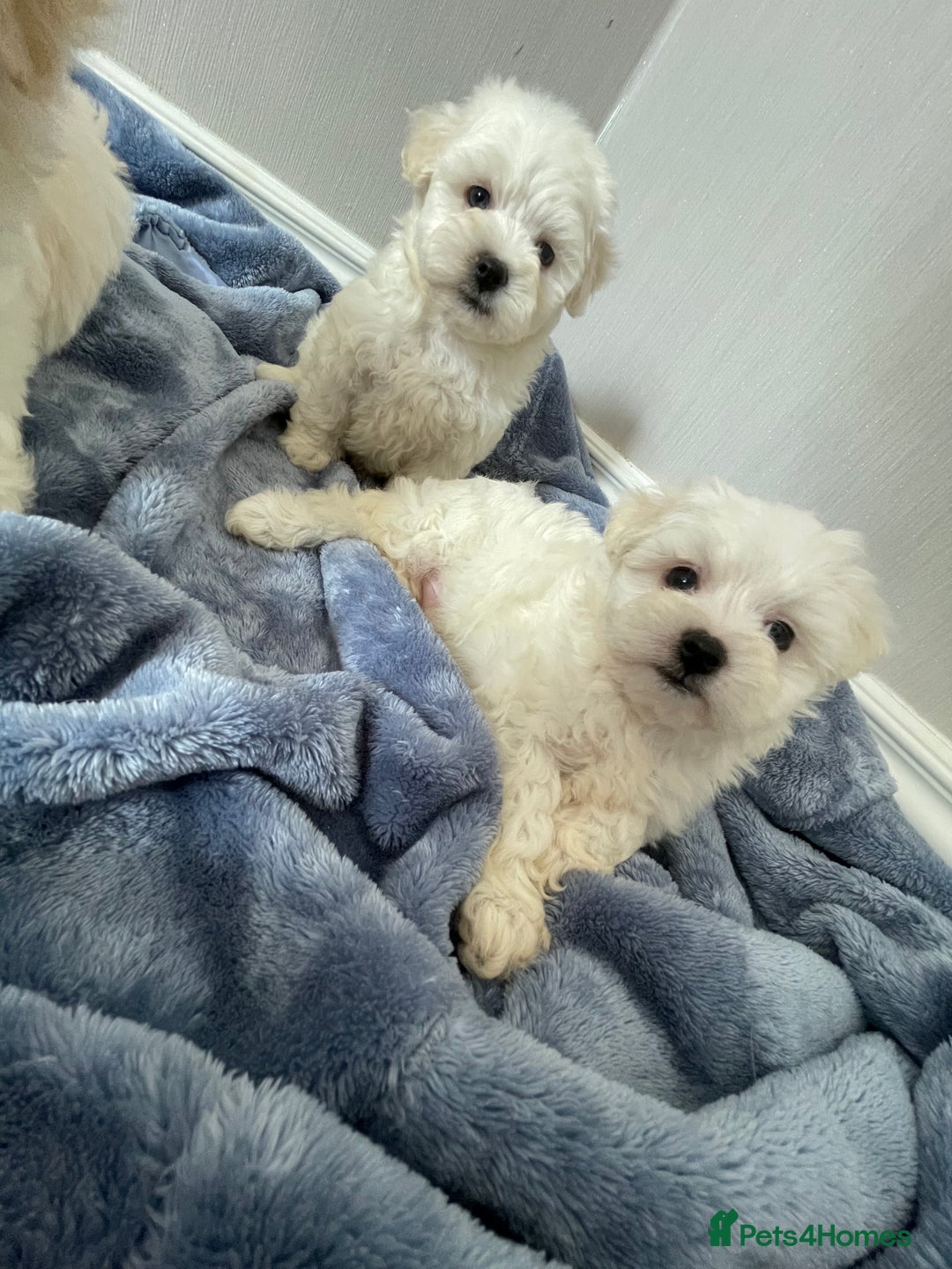 Maltipoo dogs for sale: 🐾 maltipoo puppy’s 🐾 - Image 7