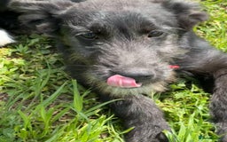 Mixed Breed dogs for adoption: TARMAC - a handsome young boy for a Loving Home - Image 20