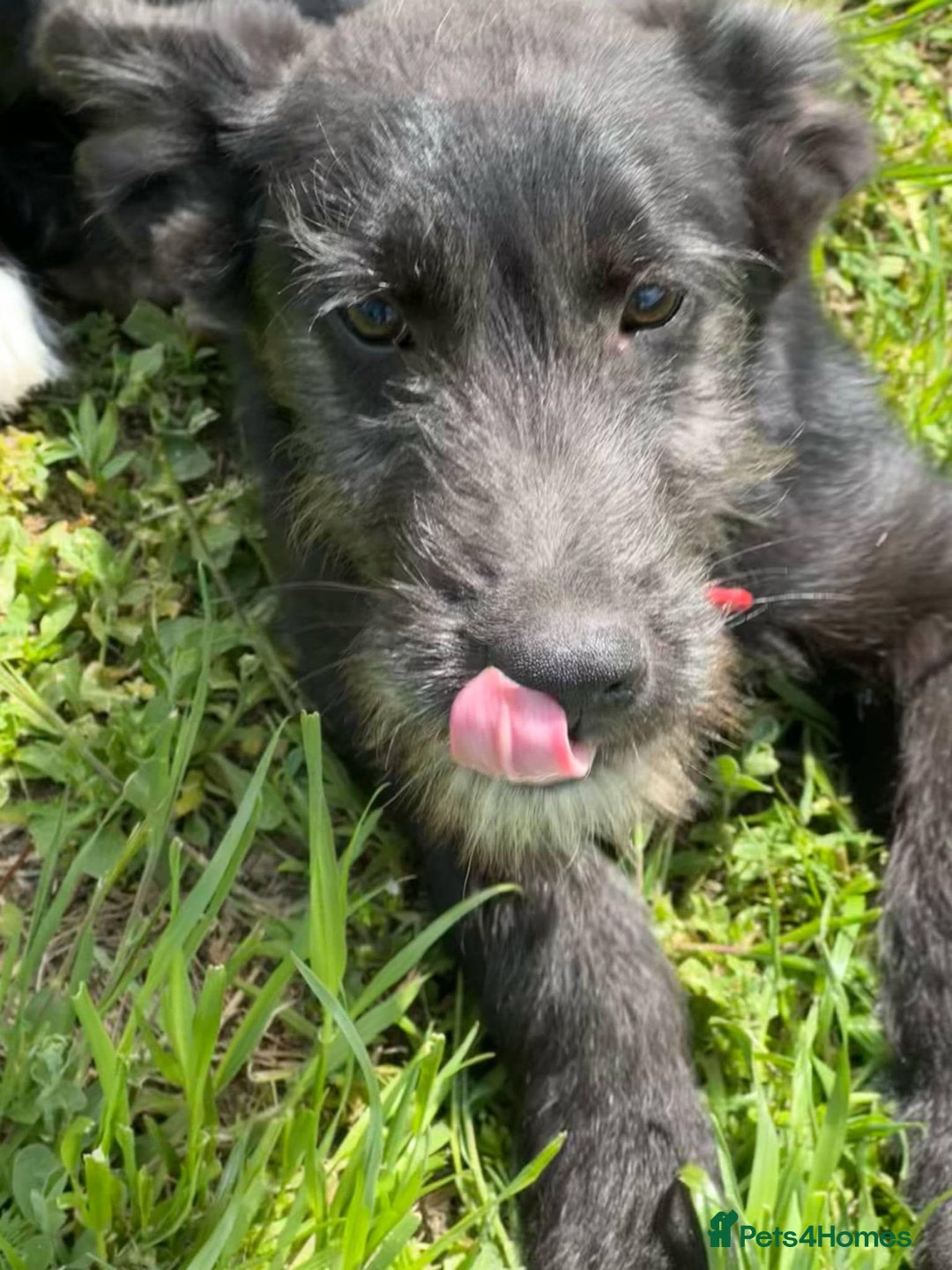 Mixed Breed dogs for adoption: TARMAC - a handsome young boy for a Loving Home - Image 20