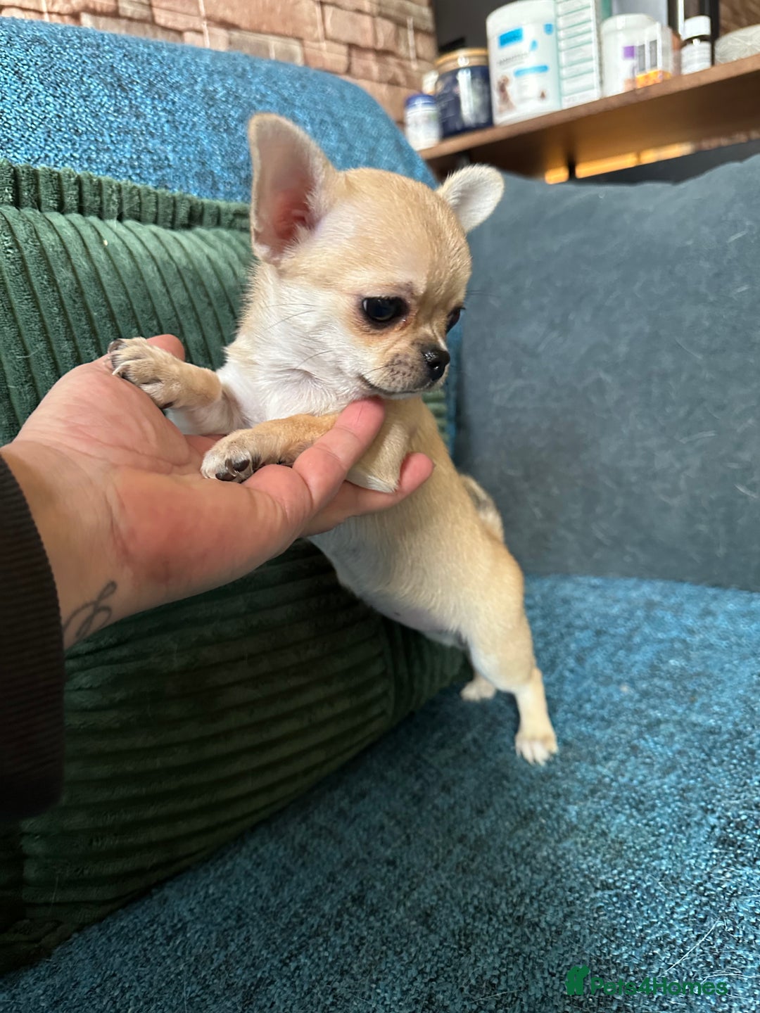 Chihuahua dogs for sale: Beautiful cream girls - Advert 8
