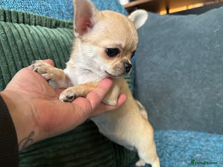 Chihuahua dogs Beautiful cream girls - Advert 6