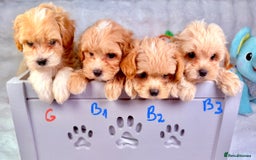 Maltipoo dogs for sale: ADORABLE TOY SIZE KOREAN SIRE F1 MALTIPOO PUPS  - Image 2