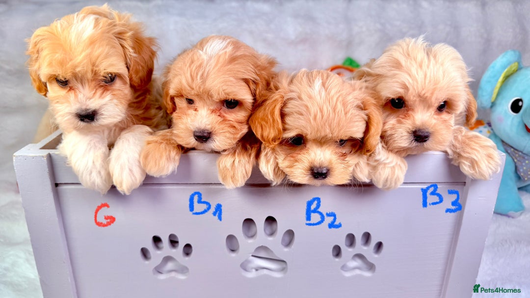 Maltipoo dogs for sale: ADORABLE TOY SIZE KOREAN SIRE F1 MALTIPOO PUPS  - Image 2