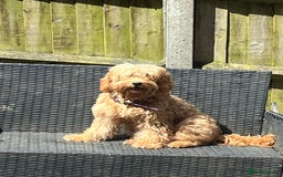 Goldendoodle dogs for sale: Beautiful Goldendoodle pups for sale  - Advert 1