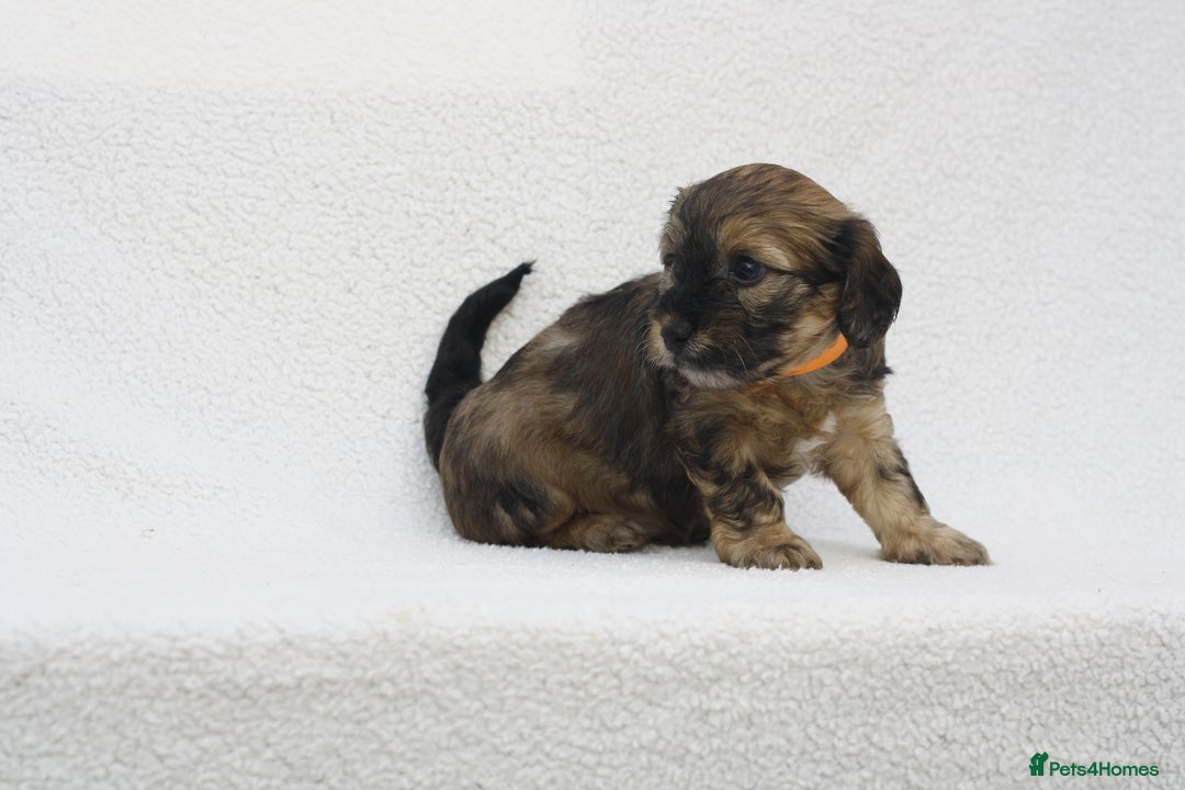 Mixed Breed dogs for sale: Havatoodle Pups - Image 14