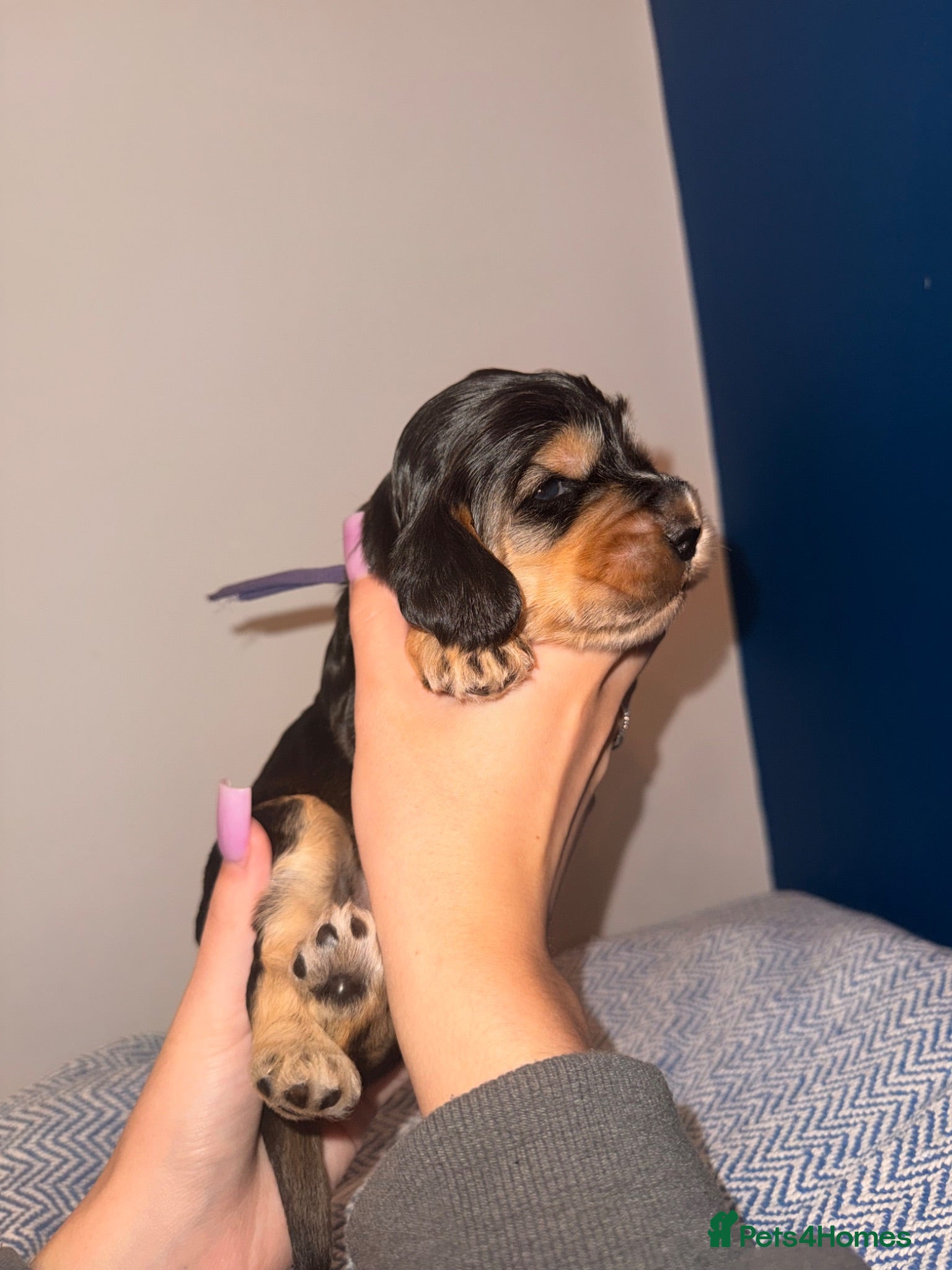 Cocker Spaniel dogs Outstanding KC registered Cocker Spaniel Puppies  - Advert 1