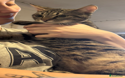 Toyger cats for sale: Toyger kittens  - Advert 2