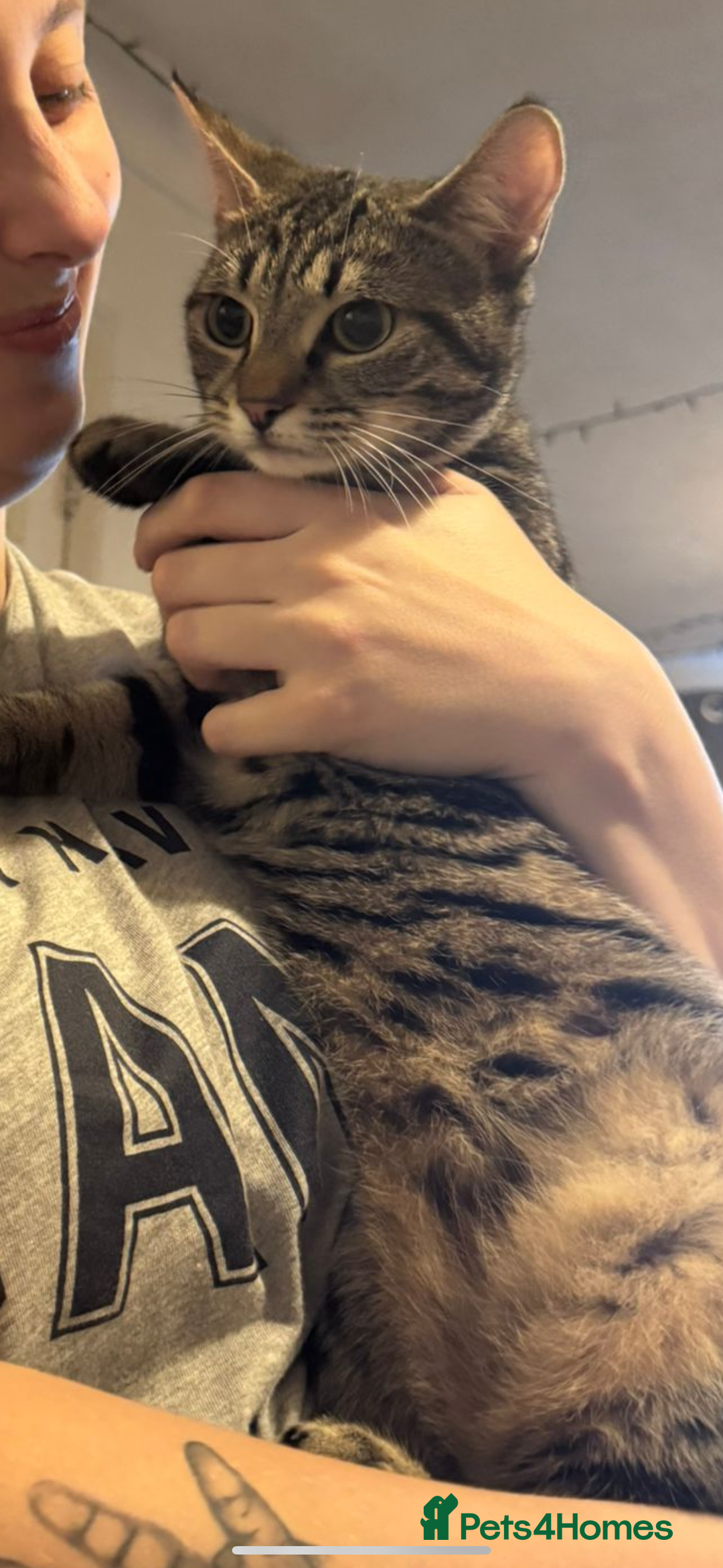 Toyger cats for sale: Toyger kittens  - Advert 2