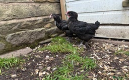 Chickens poultry for sale: 2 Pure Black Copper Marans Cockerels - Image 4