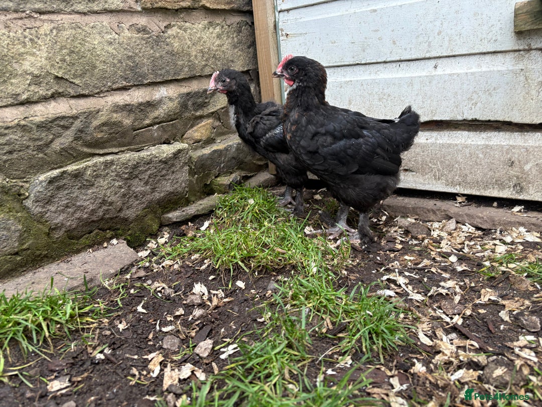Chickens poultry for sale: 2 Pure Black Copper Marans Cockerels - Image 4