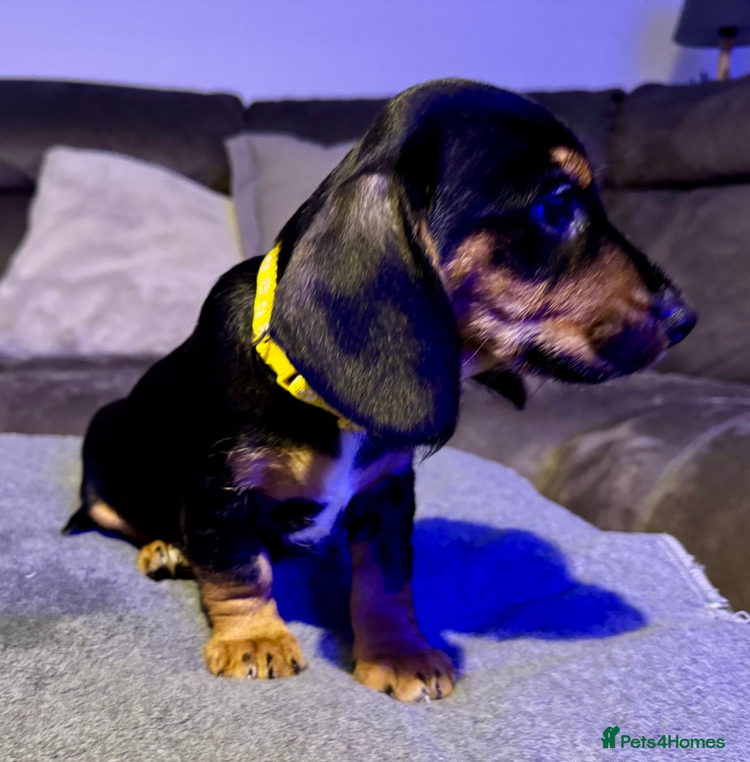 Dachshund dogs for sale: Gorgeous Standard wire haired & smooth Dachshunds - Advert 7