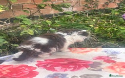 Mixed Breed cats for sale: Fluffy kittens READY NOW - Image 4