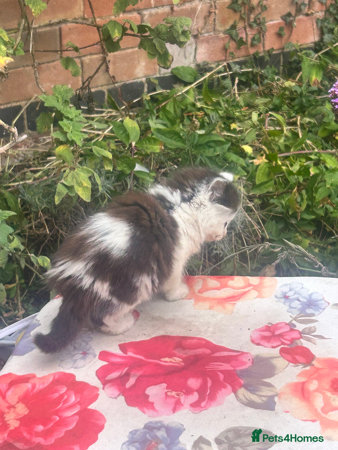 Mixed Breed cats for sale: Fluffy kittens READY NOW - Image 4