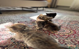 Persian cats for sale: mixed persian & bombay kittens  in Maidstone - Image 7