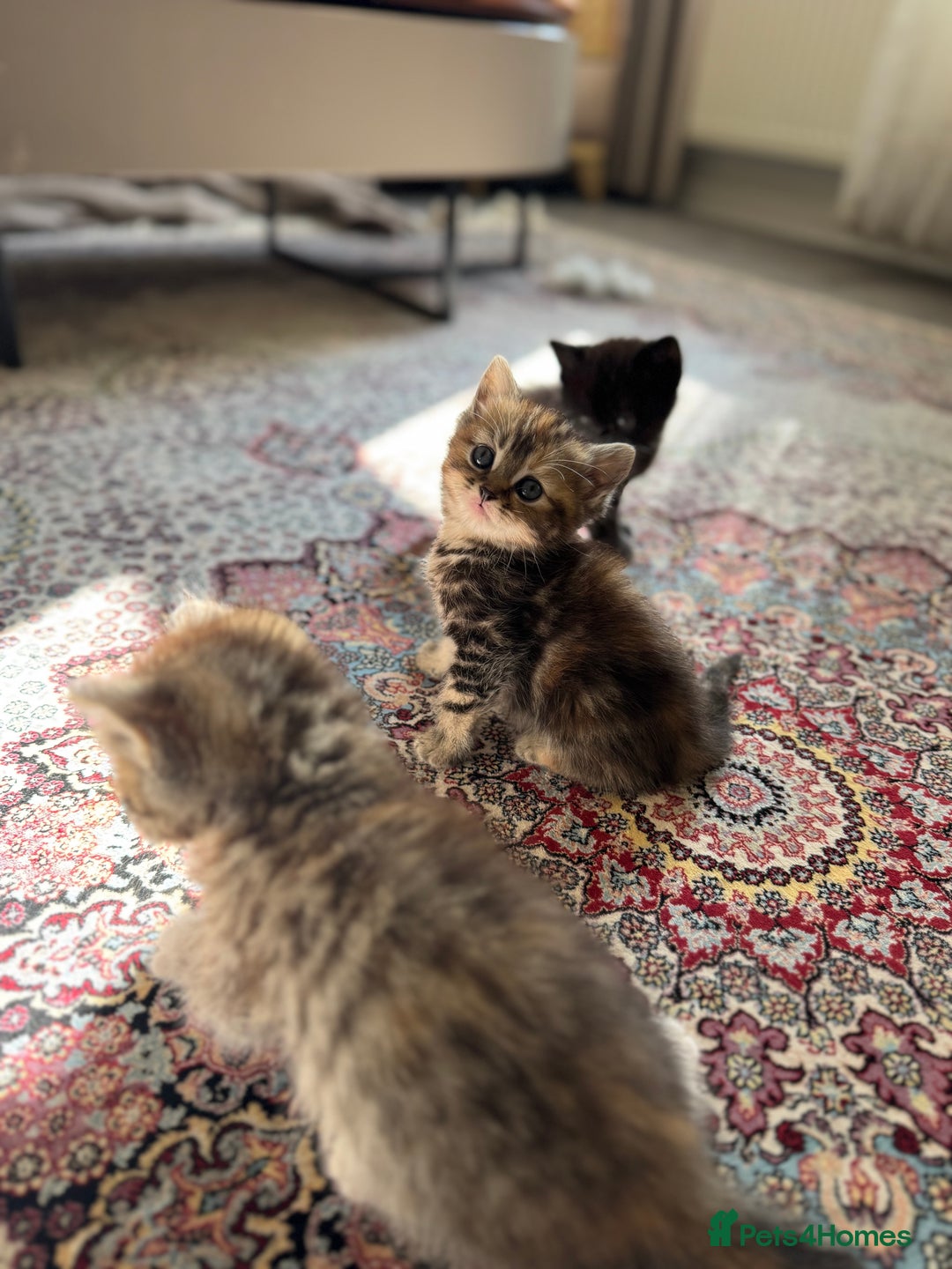 Persian cats for sale: mixed persian & bombay kittens  in Maidstone - Image 7