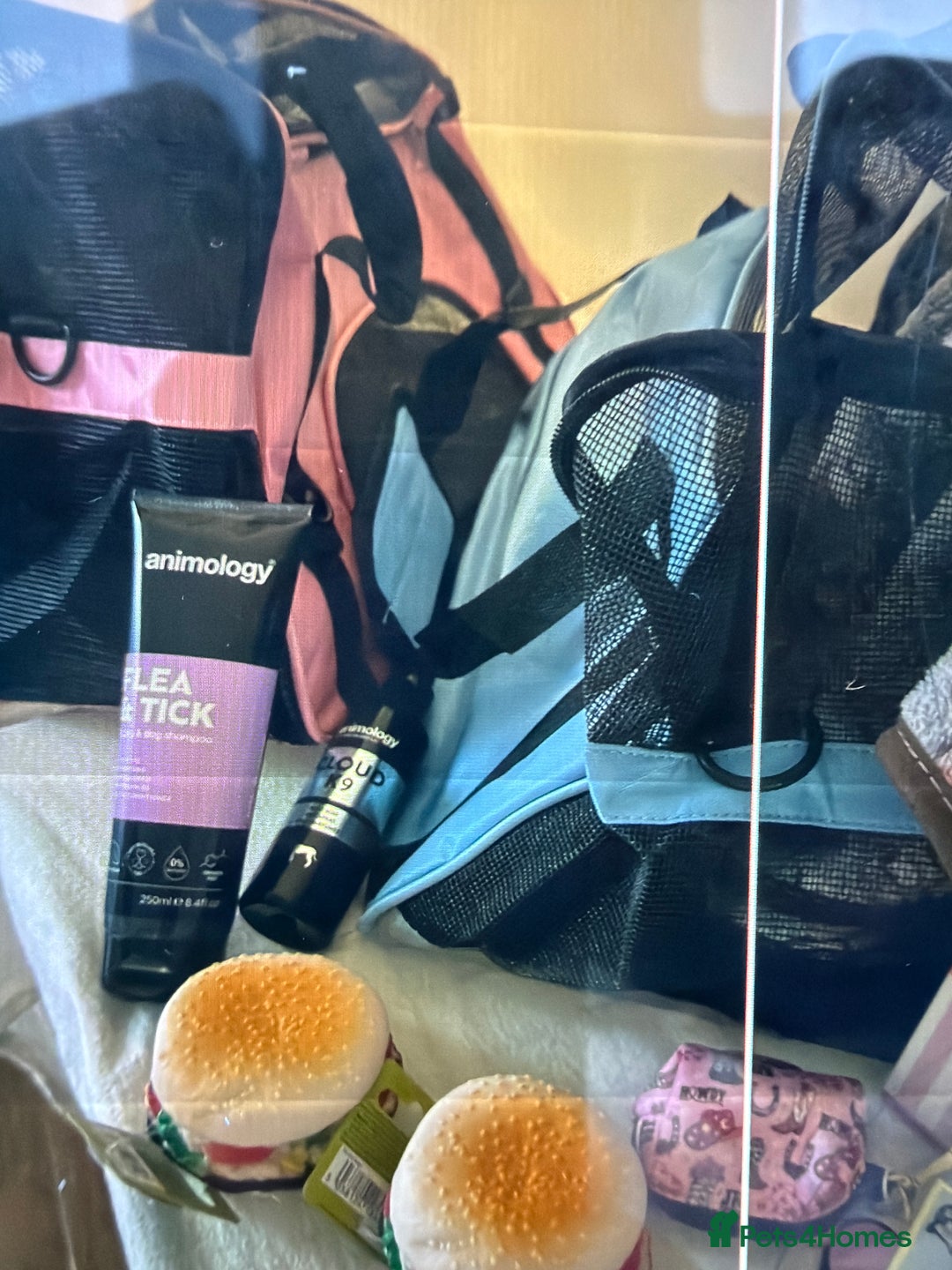 Cavapoo dogs for sale: F1 cavapoo puppies fully health tested - Advert 13