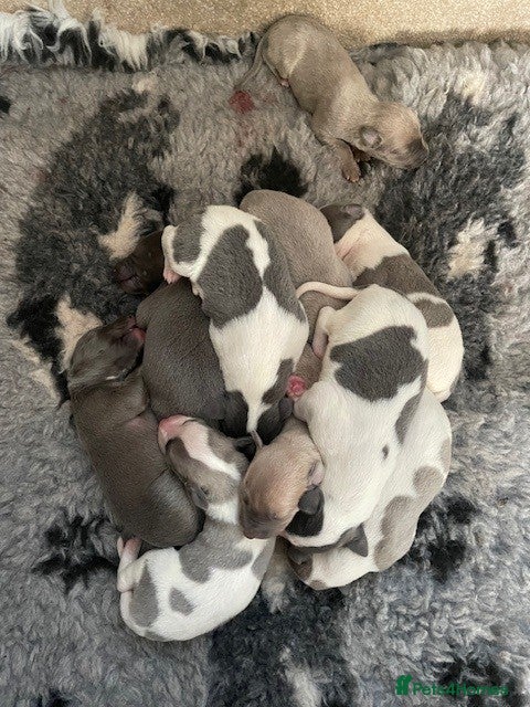 Whippet dogs Whippet Puppies for sale  - Advert 2