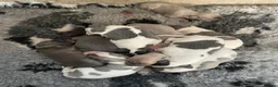 Whippet dogs for sale: Whippet Puppies for sale  in Norwich - Advert 4