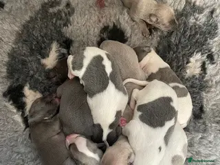 Whippet dogs Whippet Puppies for sale - Advert 2