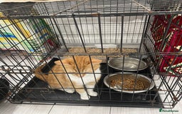 Mixed Breed cats for sale: ****** for sale comes with cage. - Image 7