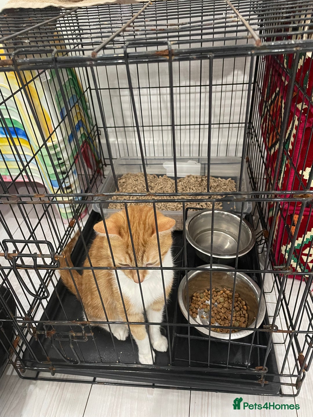 Mixed Breed cats for sale: ****** for sale comes with cage. - Image 7