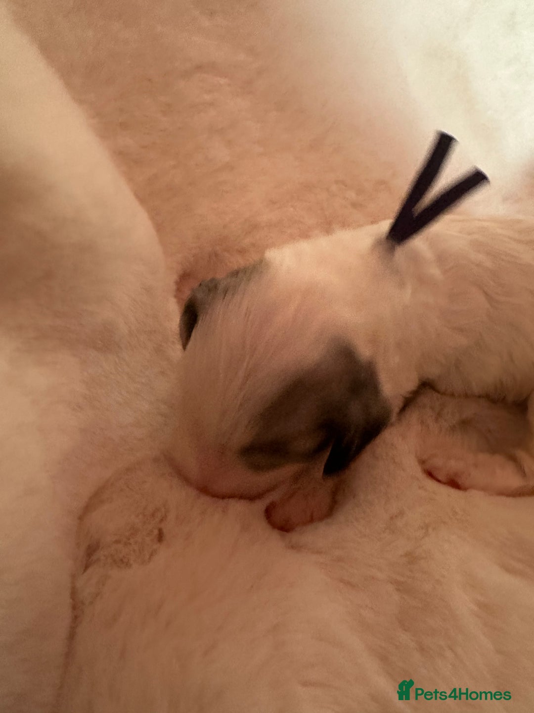 Cockapoo dogs for sale: Beautiful cockapoo puppies delivery possible - Image 25