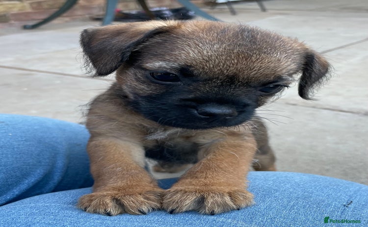 Border Terrier dogs - Advert 1