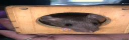 Rat rodents for sale: Dumbo Dwarf Rats - Advert 5