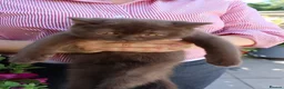 British Shorthair cats for sale: Ready Stunning Chocolate Champion bloodline BSH - Advert 27