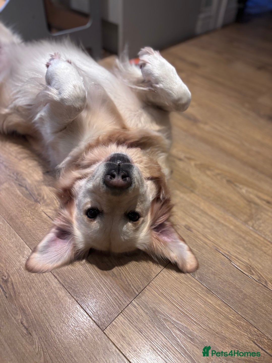 Golden Retriever dogs for sale: KC Golden Retriever Puppies – Due Early Feb - Advert 12