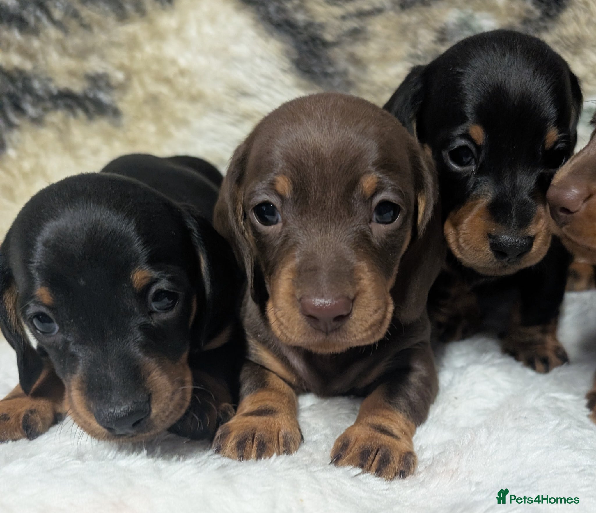Miniature Dachshund dogs Quality KC/ PRA clear Miniature Dachshund puppies  - Advert 2