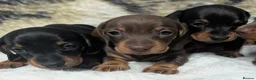 Miniature Dachshund dogs for sale: Quality KC/ PRA clear Miniature Dachshund puppies  - Advert 2