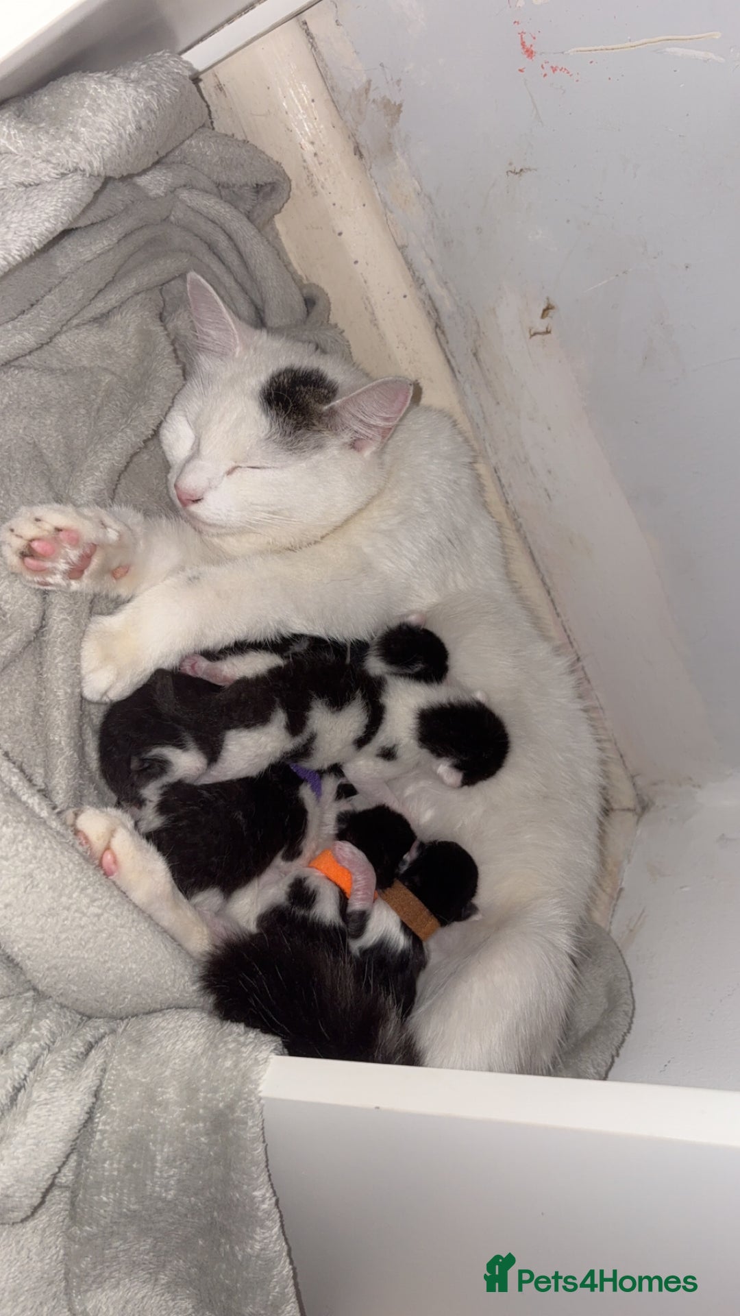 Domestic Shorthair cats for sale: Kittens for sale  - Image 2