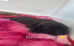 Mixed Breed dogs for sale: Doberman X XL Bully  - Image 18