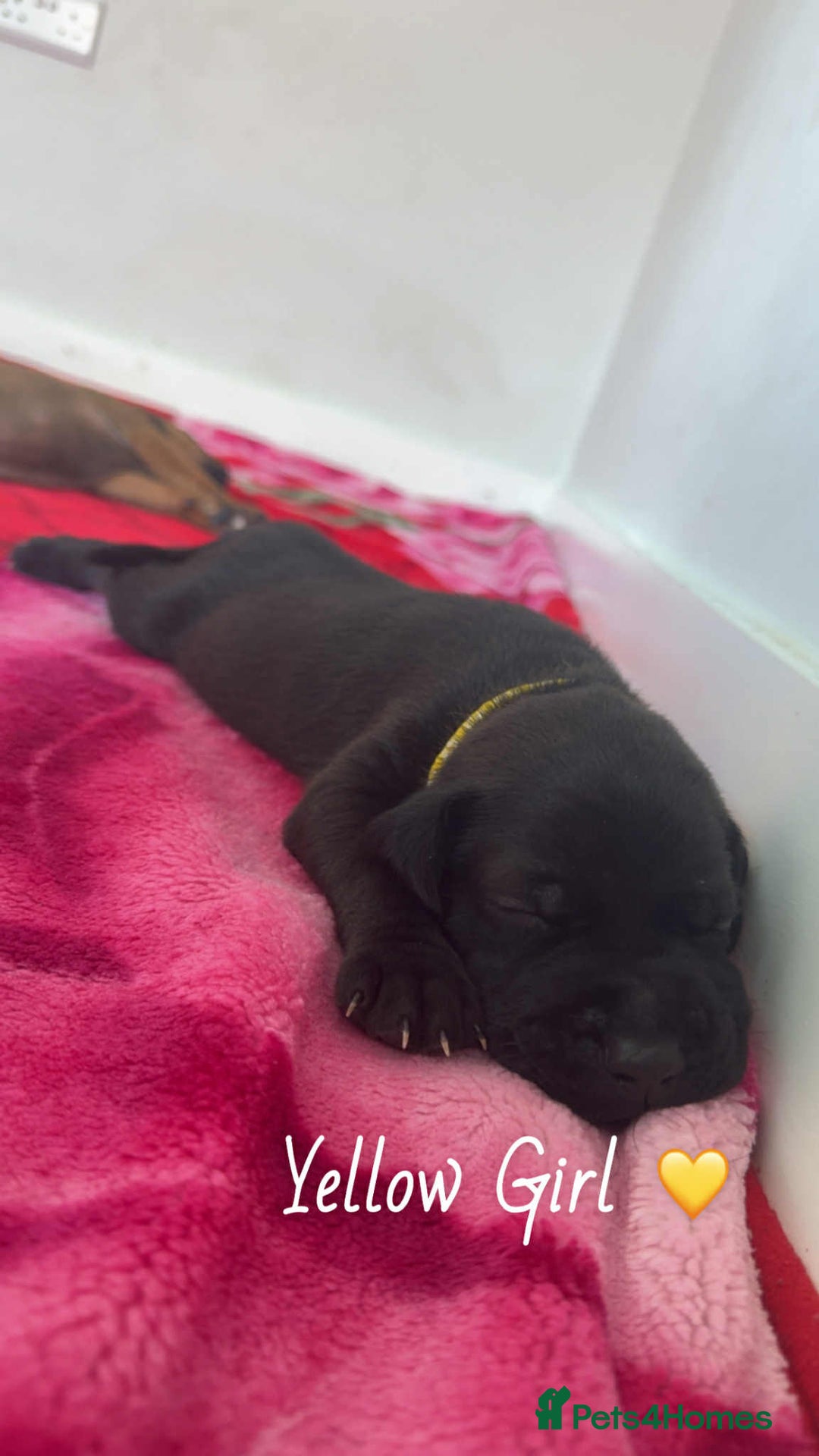Mixed Breed dogs for sale: Doberman X XL Bully  - Image 18