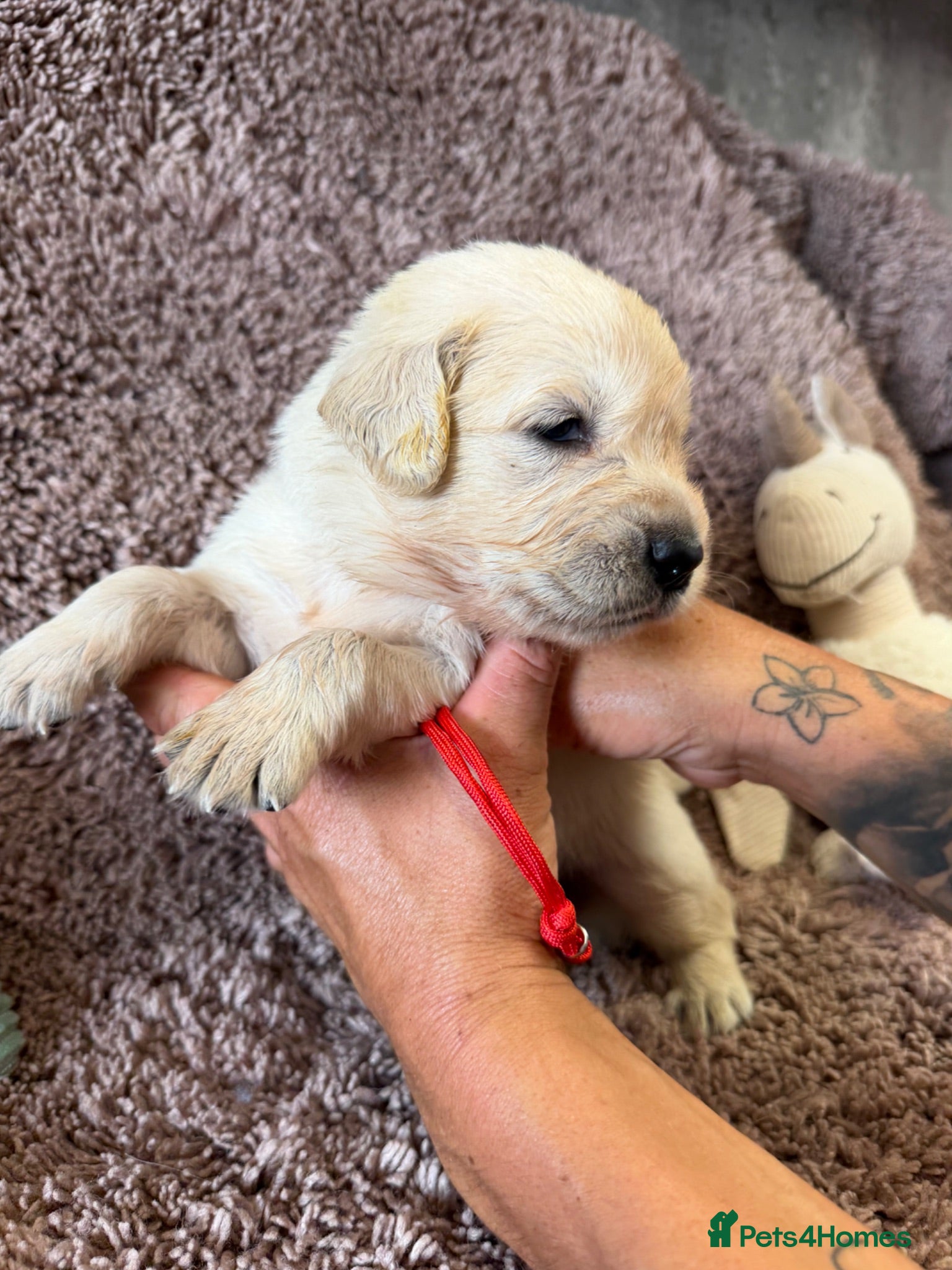Golden Retriever dogs Golden Retriever Pups - Gorgeous  - Advert 1