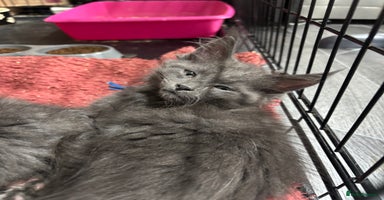 Maine Coon cats - Advert 1
