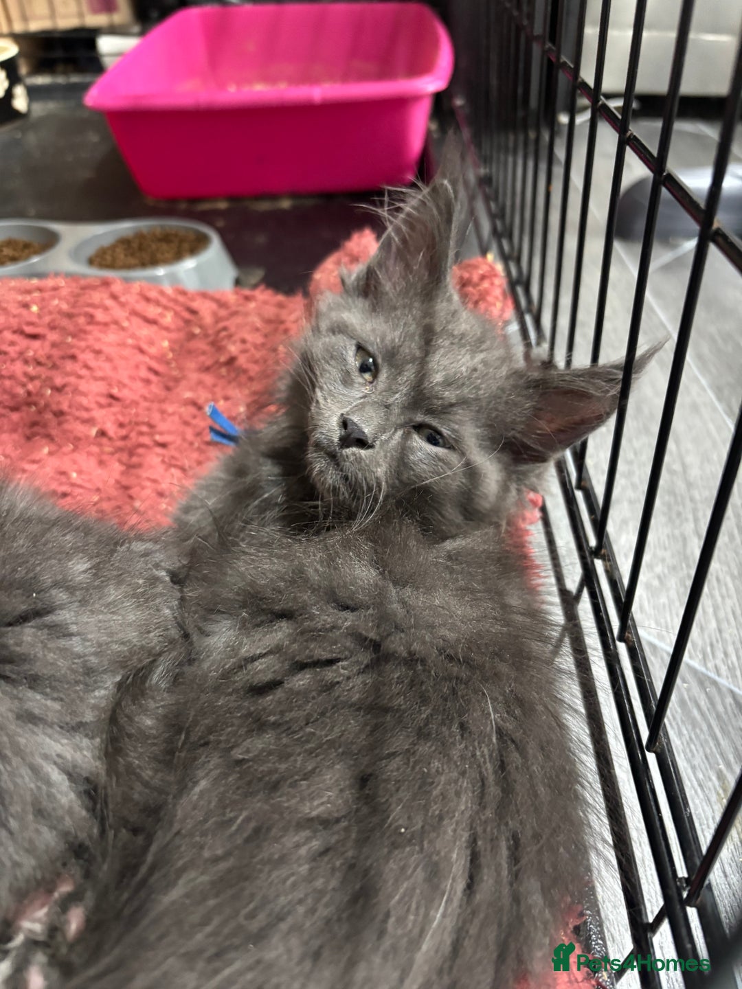 Maine Coon cats for sale: Stunning TICA maine coon kittens ready now!  - Image 2