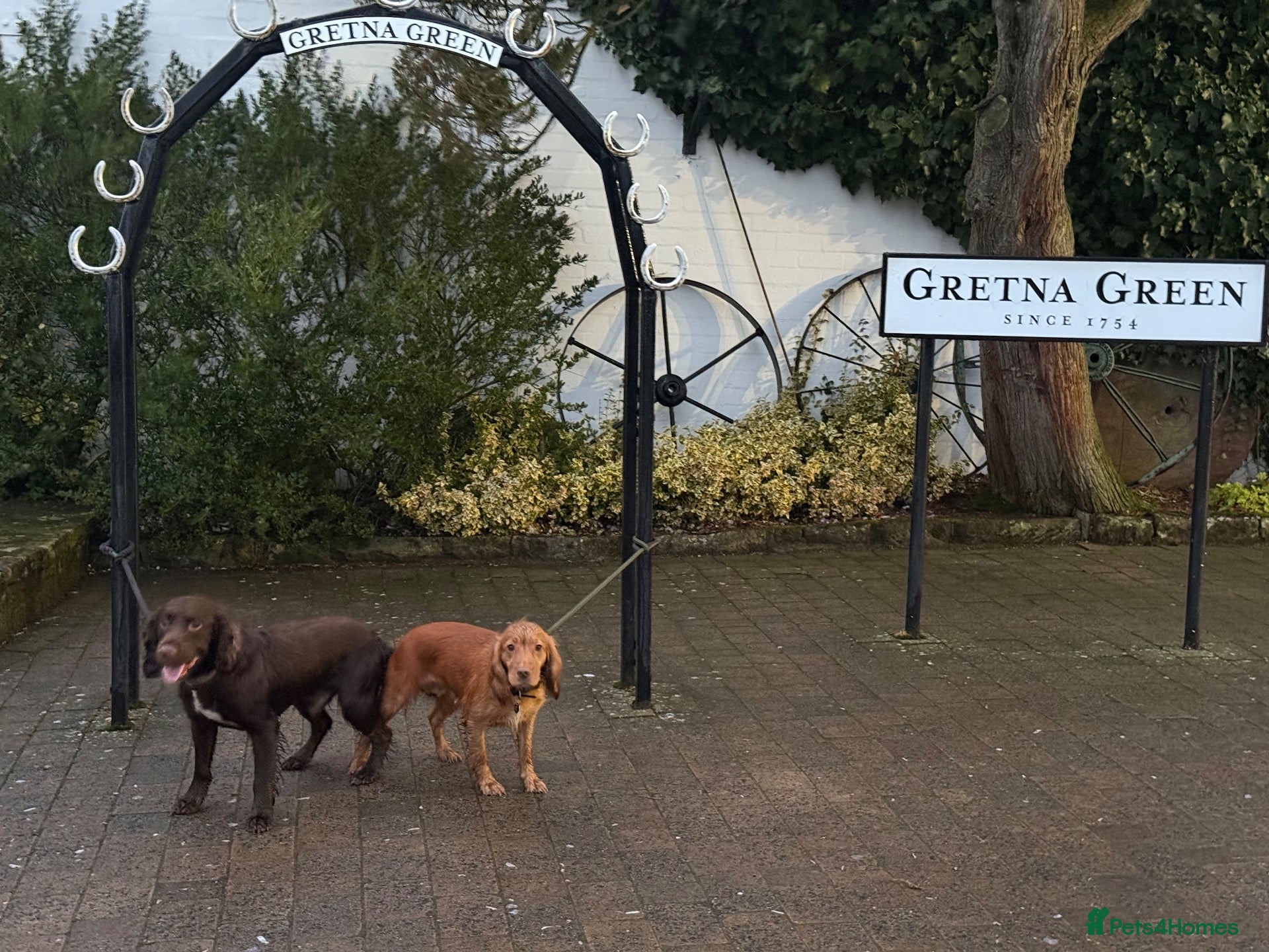 Cocker Spaniel dogs Cocker spaniel puppies  - Advert 1