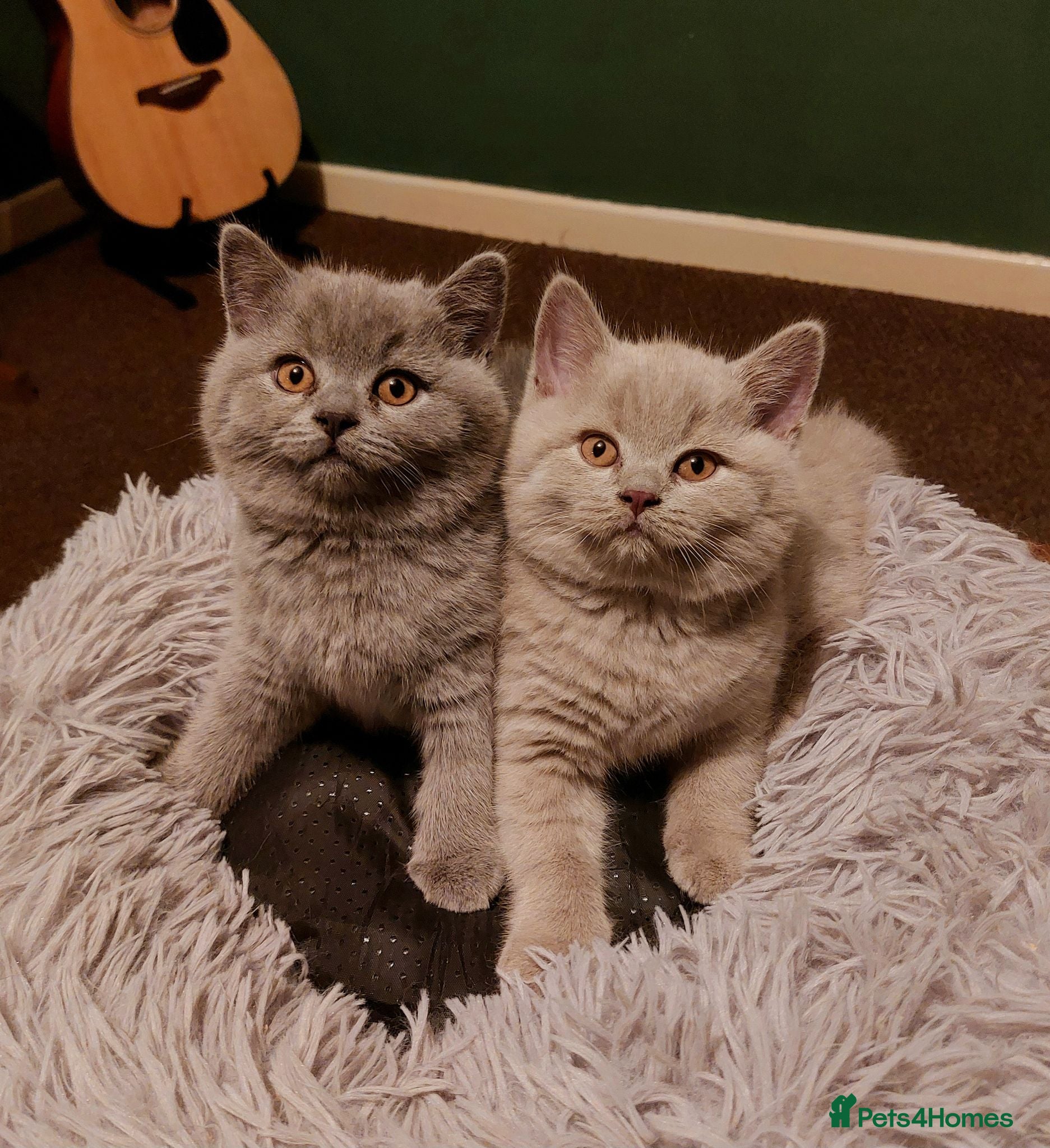 British Shorthair cats ⭐️ GCCF Registered British Shorthair Kittens ⭐️ - Advert 1