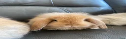 Mini Lop rabbits for sale: Mini Lops and Mini Lion Lops. Unusual colours. - Advert 2