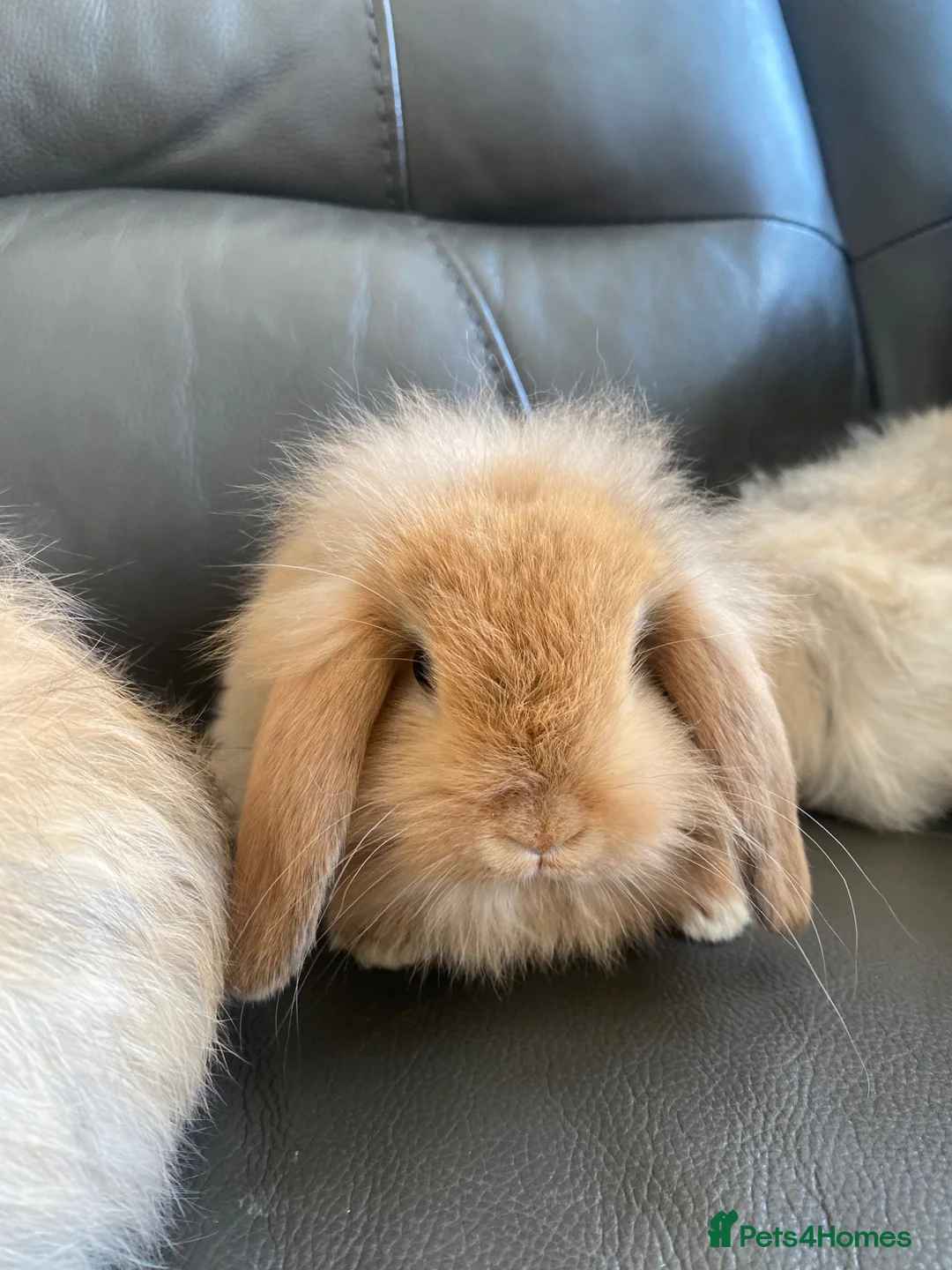 Mini Lop rabbits for sale: Mini Lops and Mini Lion Lops. Unusual colours. - Advert 2